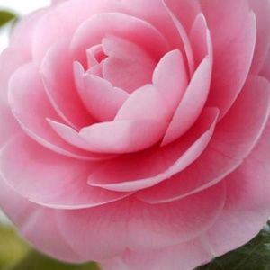 Meet your Posher, Mai